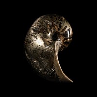 Natural History - British Pyritised Fossil Nautiloid