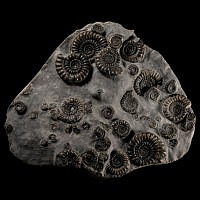Natural History - British Arnioceras Fossil Ammonite Multiblock