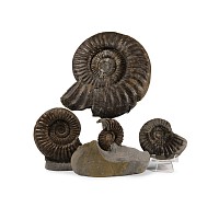 Natural History - British Coroniceras Fossil Ammonite Collection