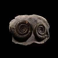 Natural History - British Dactylioceras Fossil Ammonite Pair