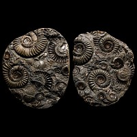 Natural History - British Arnioceras Fossil Ammonite 'Hidden Gem' Pair