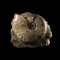 Natural History - Large British Eparietites Fossil Ammonite