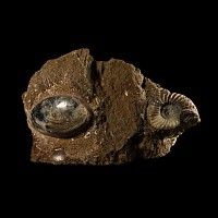 Natural History - British Asterocerus Fossil Ammonite and Bivalve Display