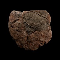Natural History - Large Crinoid Fossil Display Plate