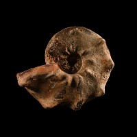 Natural History - Large Fossil Ammonite