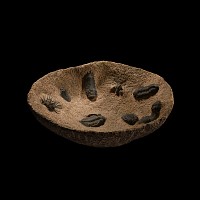Natural History - Very Large Stone Bowl with a Collection of Fossil Trilobites