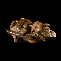 Natural History - British Sigaloceras Fossil Ammonite Display