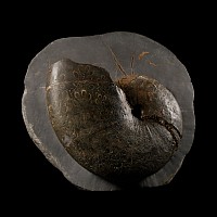 Natural History - Exceptional British Phylloceras Fossil Ammonite