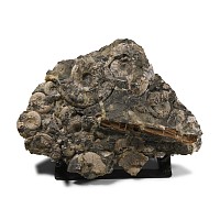 Natural History - Large British Kosmoceras Fossil Ammonites Display Panel