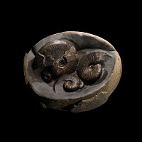 Natural History - Large British Eleganticeras Fossil Ammonite Multi Display 'Egg'