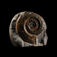 Natural History - Large British Hildoceras Fossil Ammonite Display