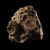 Natural History - Large British Pleuroceras Fossil Ammonite Multi Display