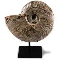 Natural History - Large Cleoniceras Fossil Ammonite with Stand