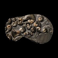 Natural History - British Eleganticeras Fossil Ammonite Multi Display