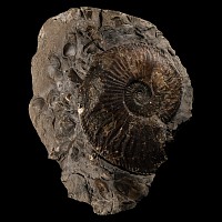 Natural History - Large British Amaltheus Fossil Ammonite Display