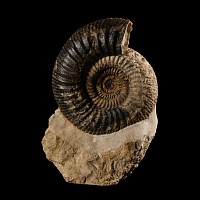 Natural History - British Fossil Ammonite Display