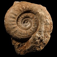 Natural History - British Stephanoceras Fossil Ammonite Display