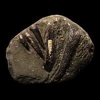 Natural History - British Fossil Plesiosaur 'Marine Dinosaur' Ribs and Scapular Bifacial Display Specimen