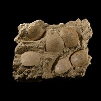 Natural History - Large Polished Fossil 'Sand Dollar' Multi Display