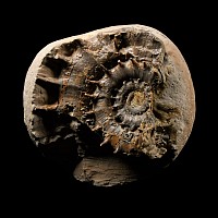 Natural History - Rare British Fossil Eteoderoceras Ammonite Display with Amazing Spines