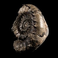 Natural History - Rare British Fossil Eteoderoceras Ammonite Display with Amazing Spines