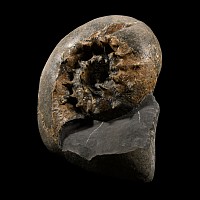 Natural History - British Fossil Aspidoceras Ammonite Display with Incredible Spines