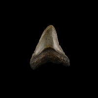 Natural History - Megalodon Giant Shark Fossil Tooth