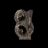 Natural History - Large Polished Goniatite and Orthoceras Fossil Display