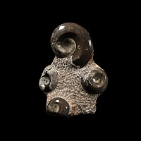 Natural History - Large Polished Goniatite Fossil Display