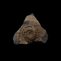 Natural History - Lyme Regis Fossil Ammonite