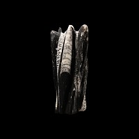Natural History - Polished Orthoceras Fossil Display