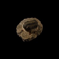 Natural History - Hollardops Fossil Trilobite