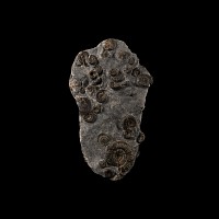 Natural History - Whitby Dac Fossil Ammonite Cluster