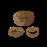 Natural History - Knightia Fossil Fish Group