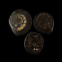 Natural History - Polished Whitby Dac Fossil Ammonite Group