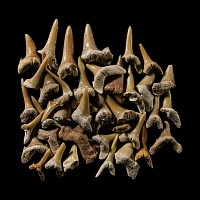 Natural History - Extinct Fossil Shark's Tooth Group