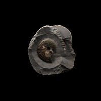 Natural History - Whitby Dac Fossil Ammonite