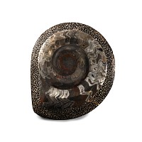 Natural History - Polished Goniatite Plate