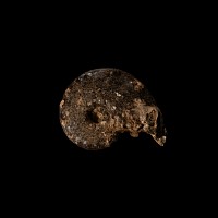 Natural History - Mamite Fossil
