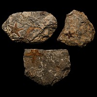 Natural History - Fossil Star Fish Group