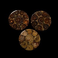 Natural History - Polished Ammonite Coaster Group