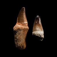 Natural History - Mosasaur Fossil Tooth with Root Group