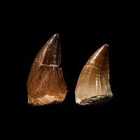 Natural History - Mosasaur Fossil Tooth Group