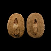 Natural History - Mosasaur Fossil Tooth with Root Group