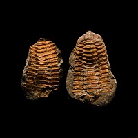 Natural History - Flexicalymene Fossil Trilobite Nodule