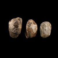 Natural History - British Fossil Bivalve Collection