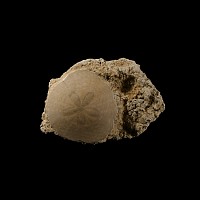 Natural History - Fossil Sand Dollar on Rock