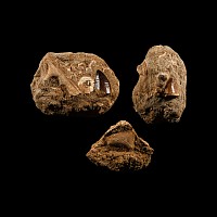 Natural History - Mosasaur Fossil Bone and Tooth Group