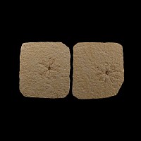 Natural History - Starfish Fossil Group