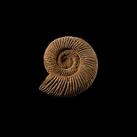 Natural History - Fossil Perisphinctes Ammonite